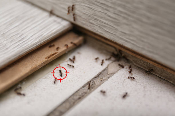  Red Oak, TX Pest Control Pros